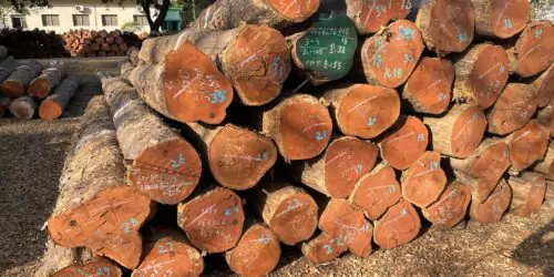 Teak wood round logs in South India