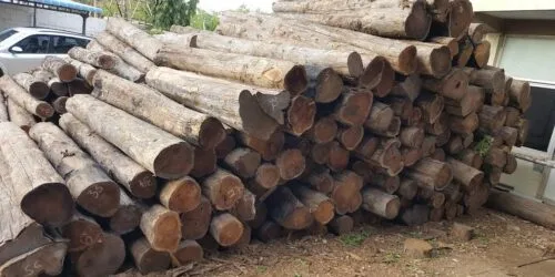 Top quality teak wood round logs
