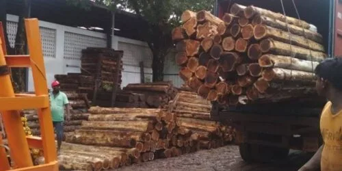teak wood logs for sale